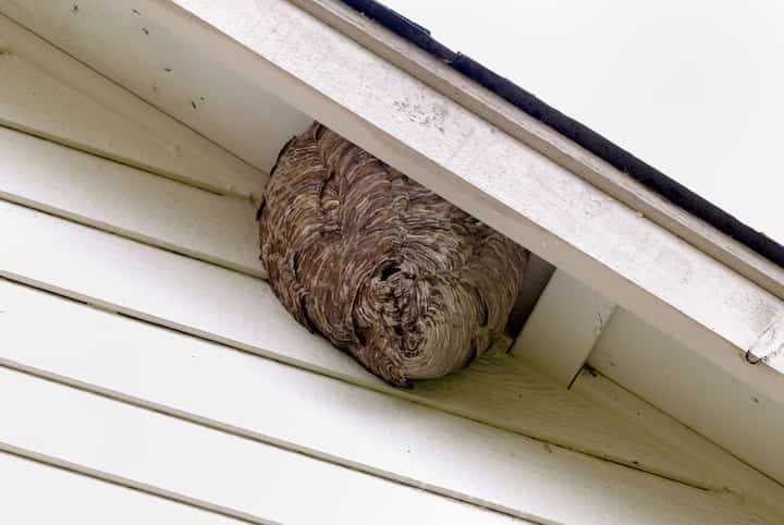 Peachtree City Pest Control Bees Hornets